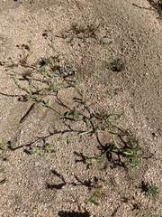 Cryptantha dumetorum