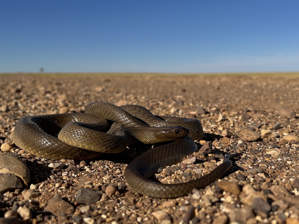 Inland Taipan in March 2022 by kenty_8881 · iNaturalist