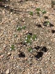 Eremocarya micrantha