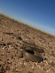 Oxyuranus microlepidotus