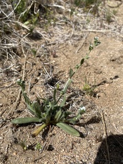 Plagiobothrys arizonicus