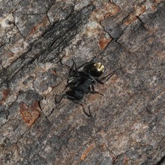 Polyrhachis erato