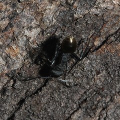 Polyrhachis erato
