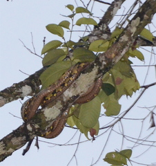 Boiga cynodon