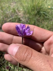 Dipterostemon capitatus capitatus