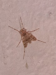 Macropelopiini