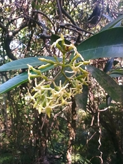 Anodendron