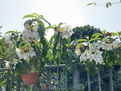 Beaumontia murtonii