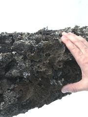 Lobaria pseudopulmonaria