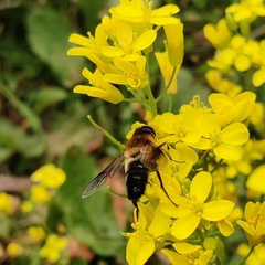 Eristalis himalayensis