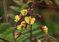 Hultholia mimosoides