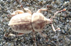 Cecyropa modesta