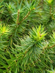 Melichrus procumbens