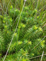 Melichrus procumbens