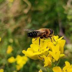 Eristalis himalayensis