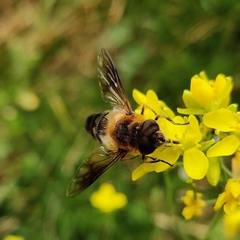 Eristalis himalayensis