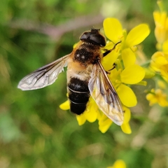 Eristalis himalayensis