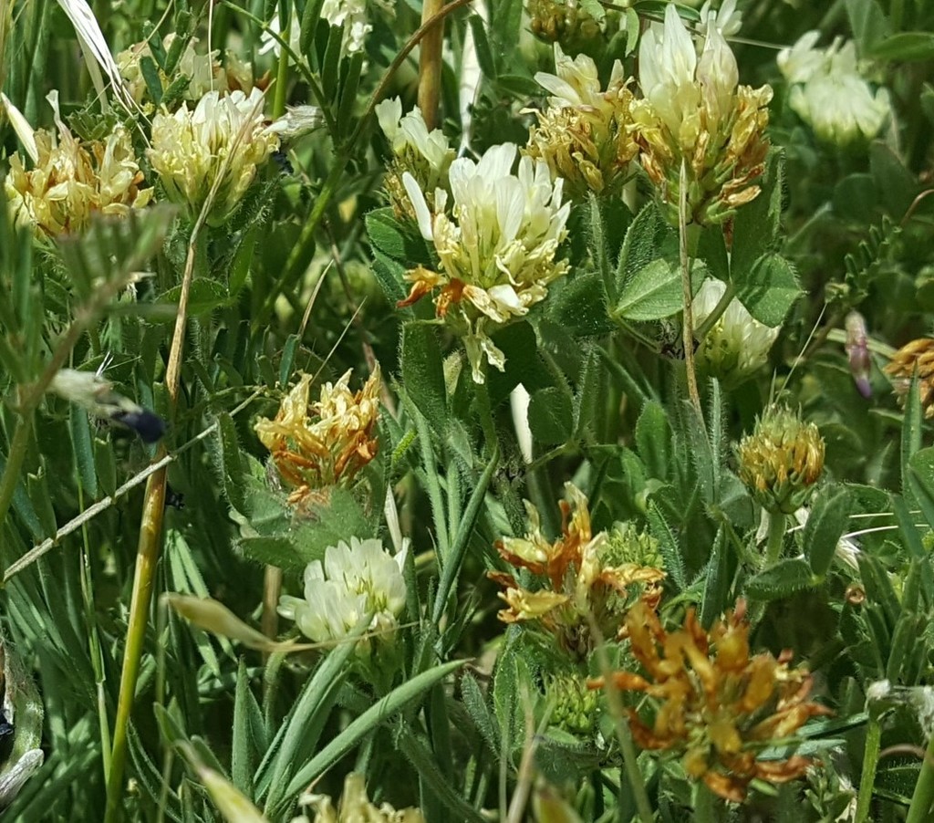 Trifolium scutatum