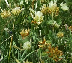 Trifolium scutatum