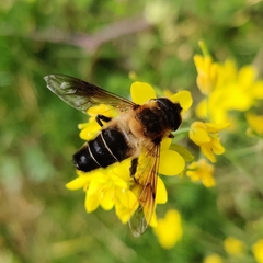 Eristalis himalayensis