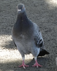Columba livia domestica