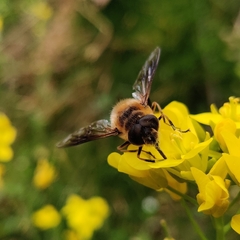 Eristalis himalayensis