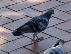 Columba livia domestica