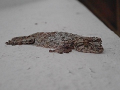 Gekko rhacophorus