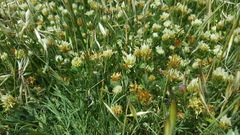 Trifolium scutatum
