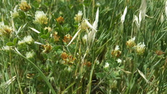 Trifolium scutatum