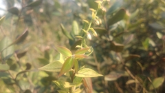 Lyonia ovalifolia