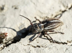 Dorcadion arenarium