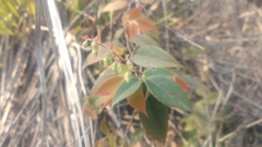 Lyonia ovalifolia