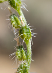 Cryptantha dumetorum
