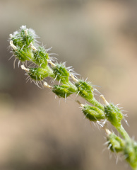Cryptantha dumetorum