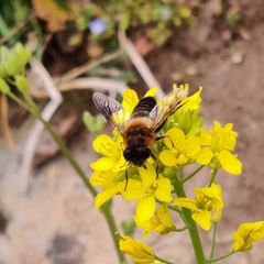 Eristalis himalayensis