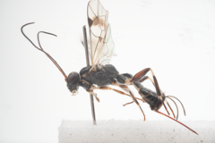 Paraphylax