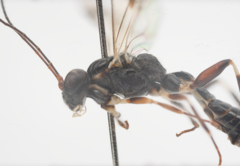 Paraphylax