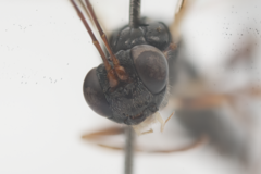 Paraphylax