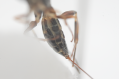 Paraphylax