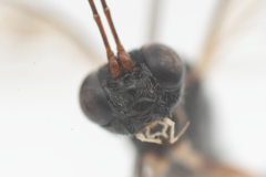 Paraphylax