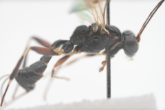 Paraphylax