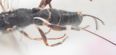 Paraphylax