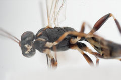 Paraphylax