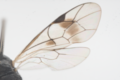 Paraphylax