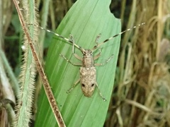 Pelargoderus cincticornis