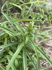 Lilium longiflorum scabrum