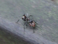 Polyrhachis bihamata