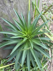 Lilium longiflorum scabrum