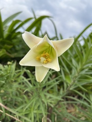 Lilium longiflorum scabrum